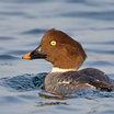Common Goldeneye